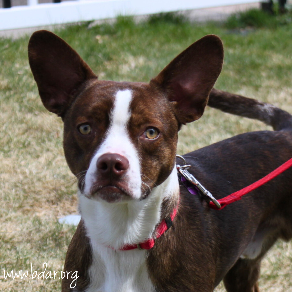Thor, an adoptable Boston Terrier, Mixed Breed in Cheyenne, WY, 82009 | Photo Image 1