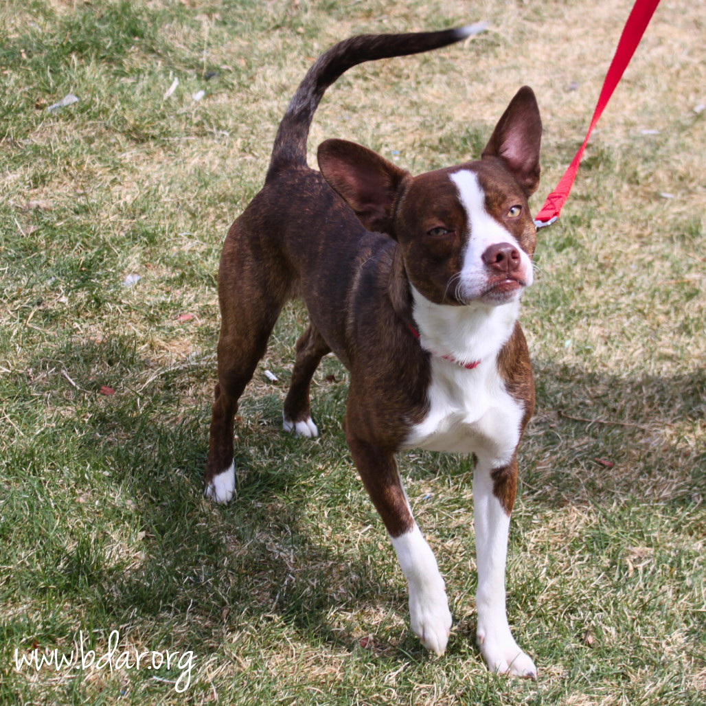 Thor, an adoptable Boston Terrier, Mixed Breed in Cheyenne, WY, 82009 | Photo Image 2