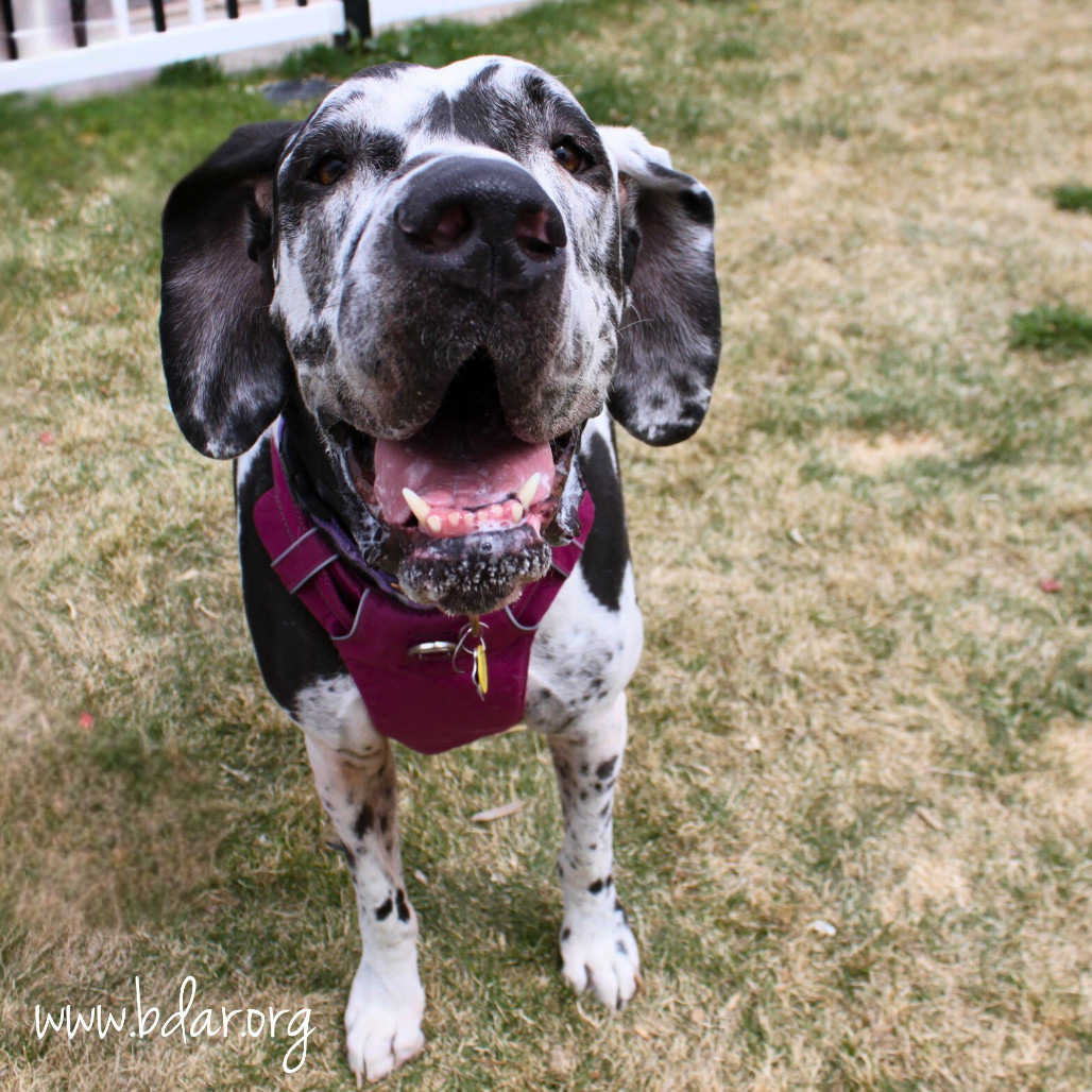 Ivy, an adoptable Great Dane in Cheyenne, WY, 82009 | Photo Image 1