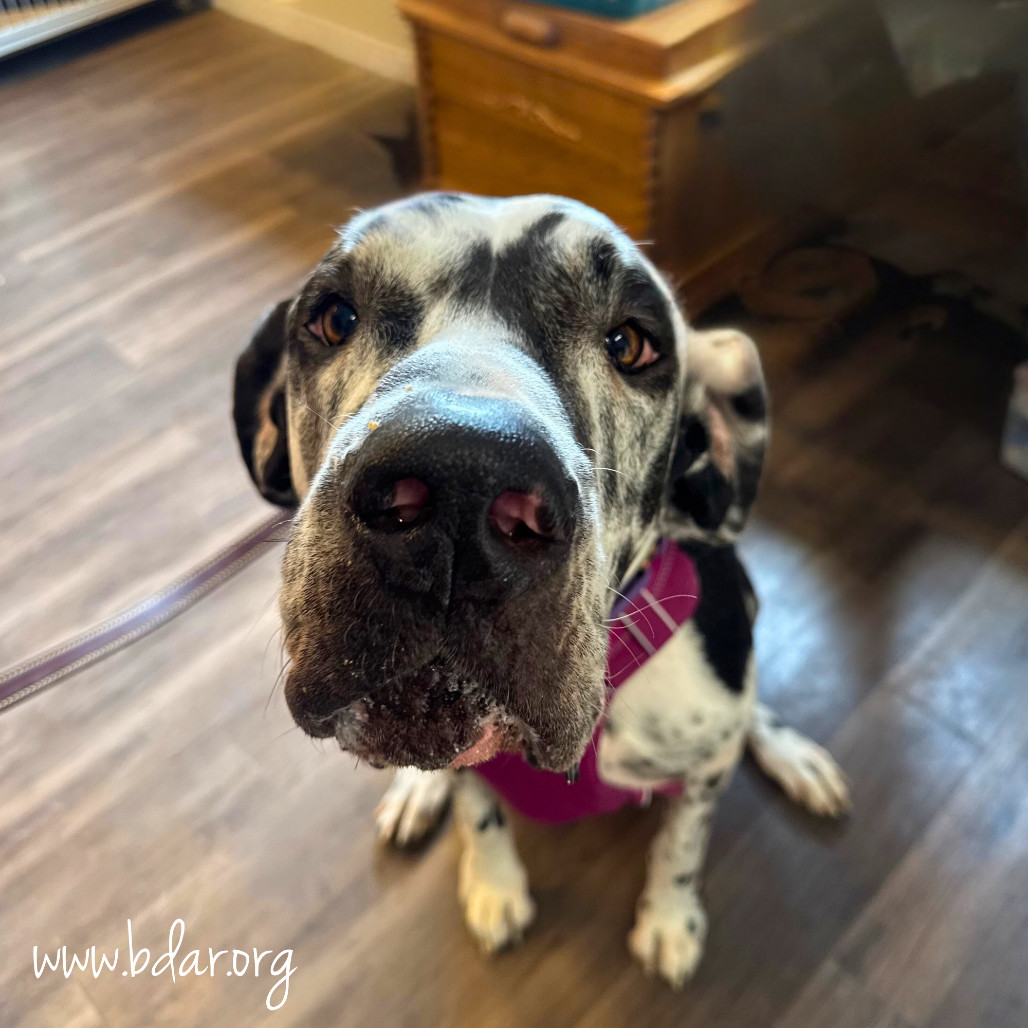 Ivy, an adoptable Great Dane in Cheyenne, WY, 82009 | Photo Image 3