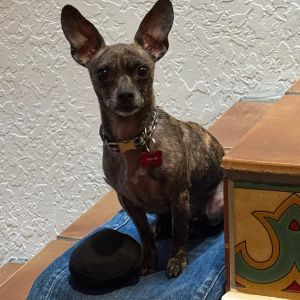 Pippa, Adult Female Chihuahua