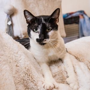 Webber Extra-Toes Cat / Hemingway Polydactyl Cat