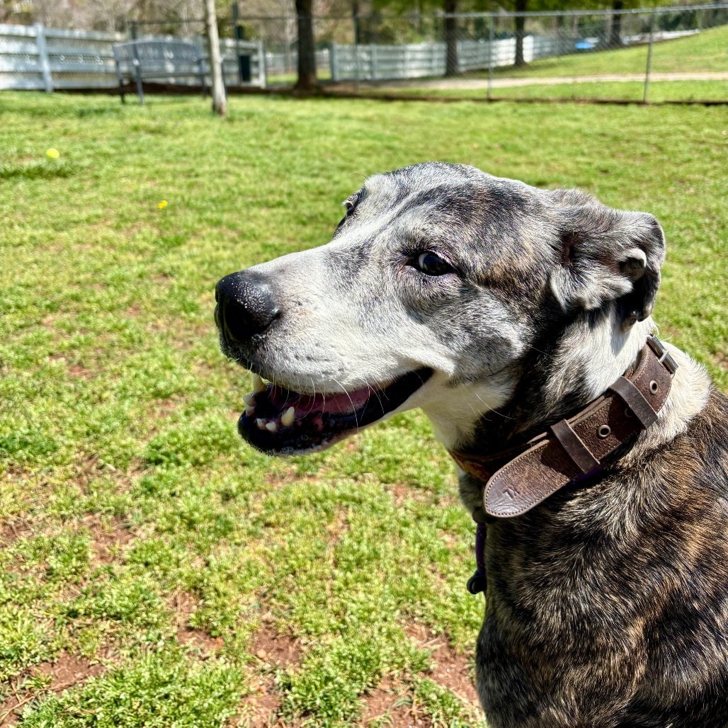 Sadie