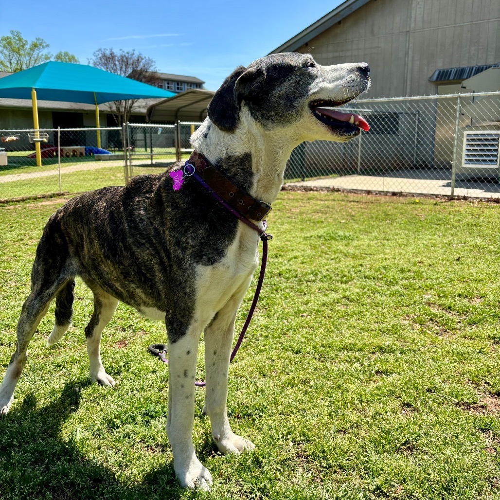Sadie