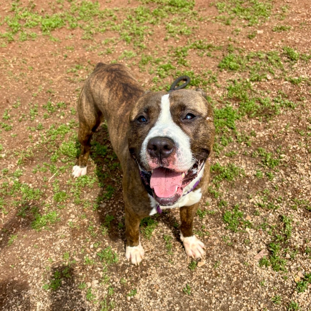 Hambone