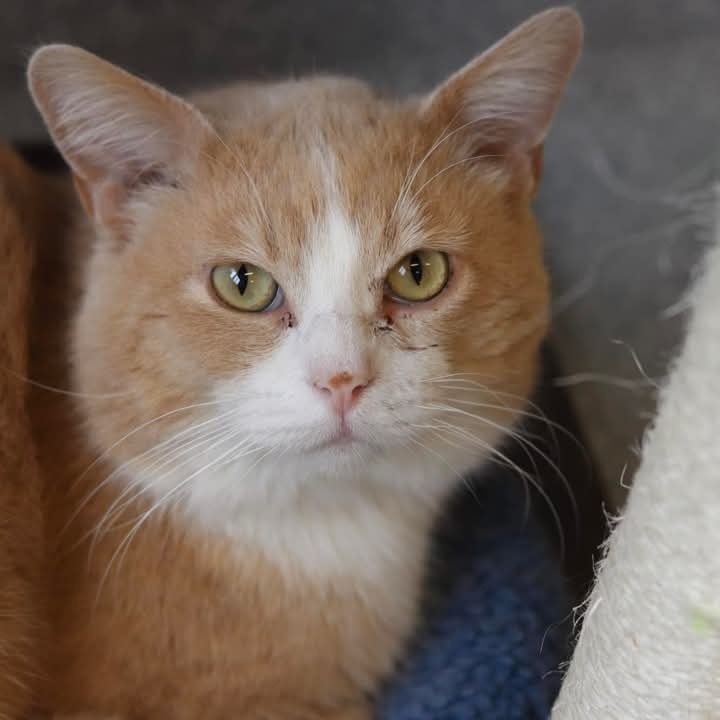 Meowski