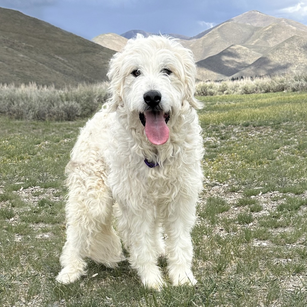 Fred, an adoptable Mixed Breed in Hailey, ID, 83333 | Photo Image 1