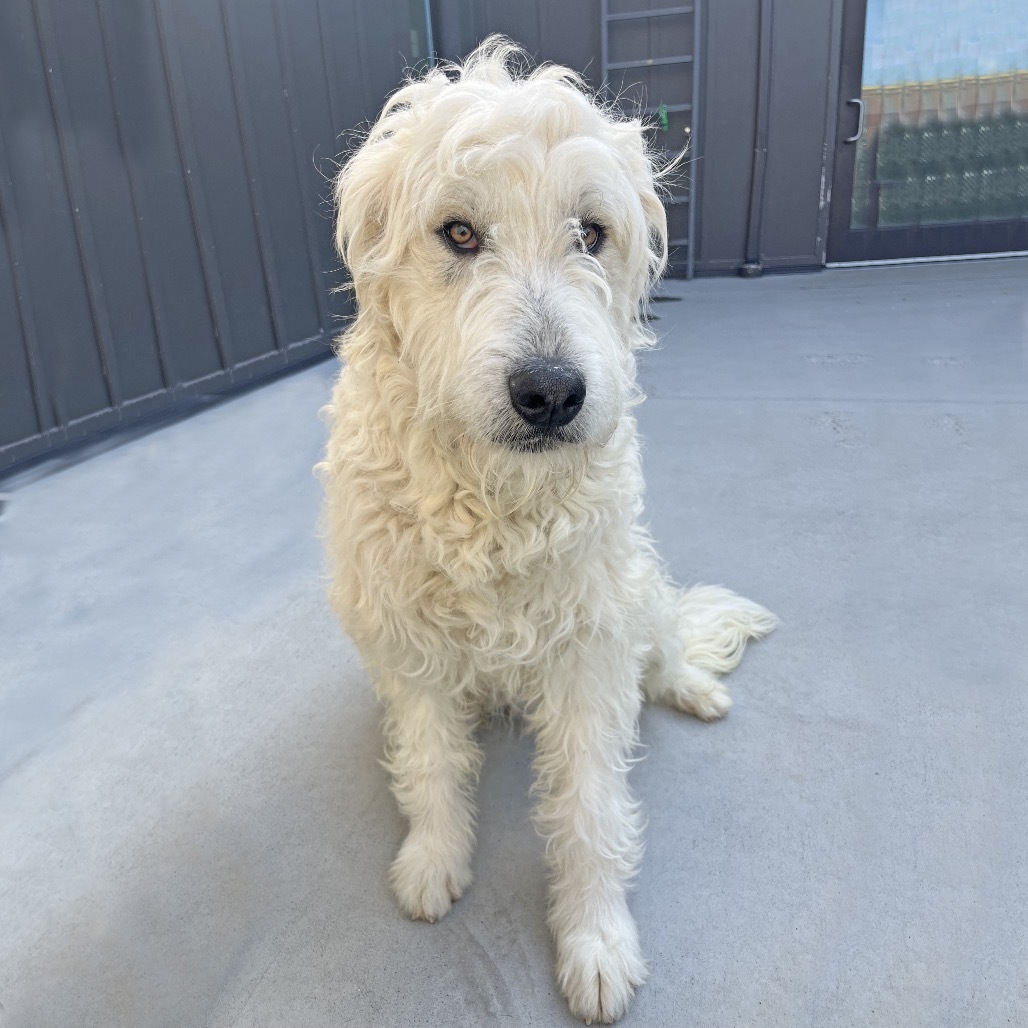 Fred, an adoptable Mixed Breed in Hailey, ID, 83333 | Photo Image 2