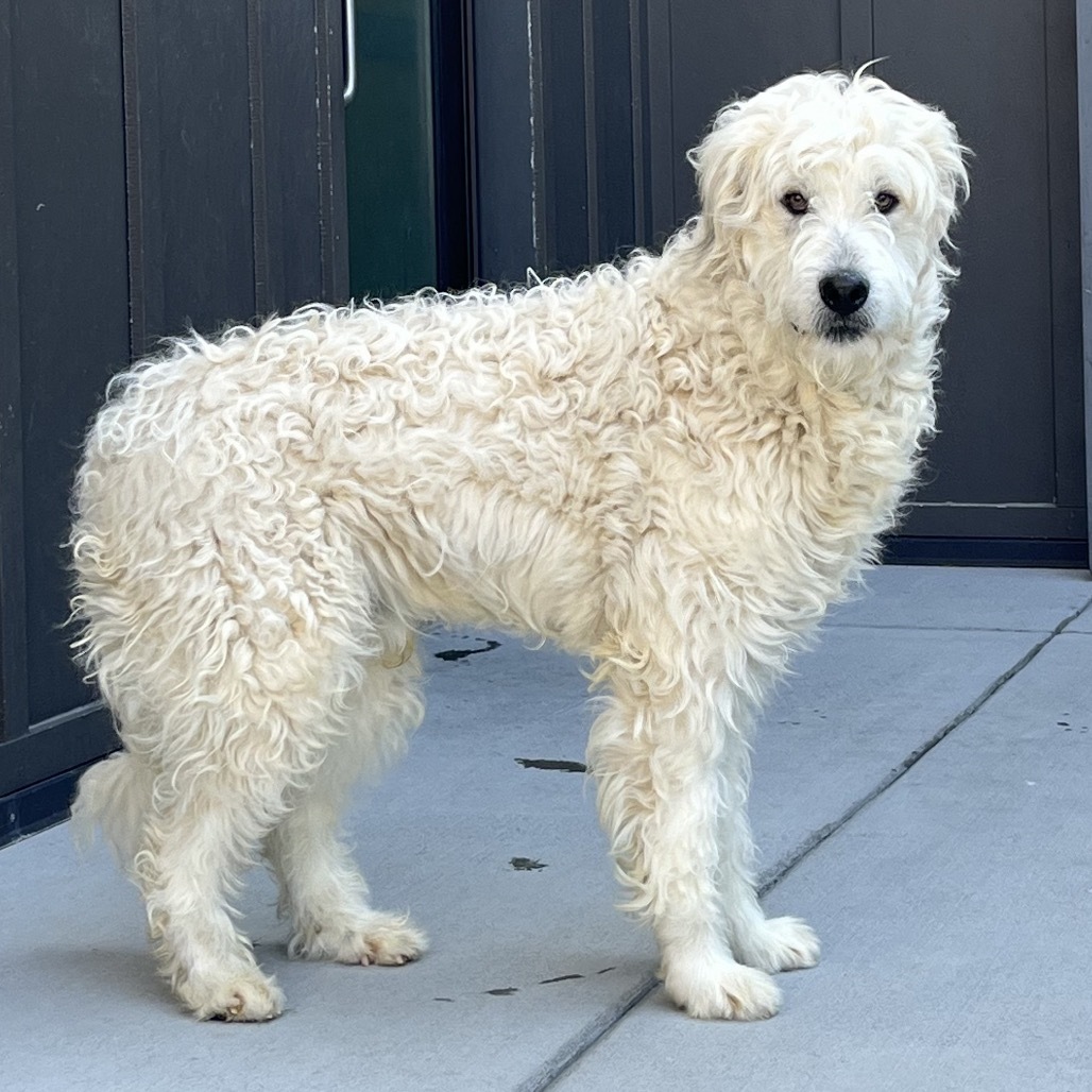 Fred, an adoptable Mixed Breed in Hailey, ID, 83333 | Photo Image 3