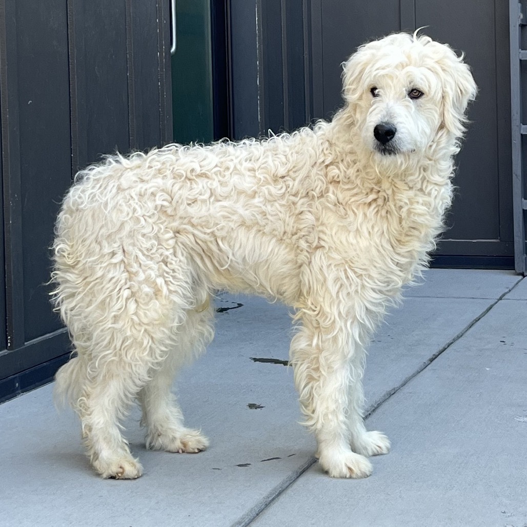 Fred, an adoptable Mixed Breed in Hailey, ID, 83333 | Photo Image 4