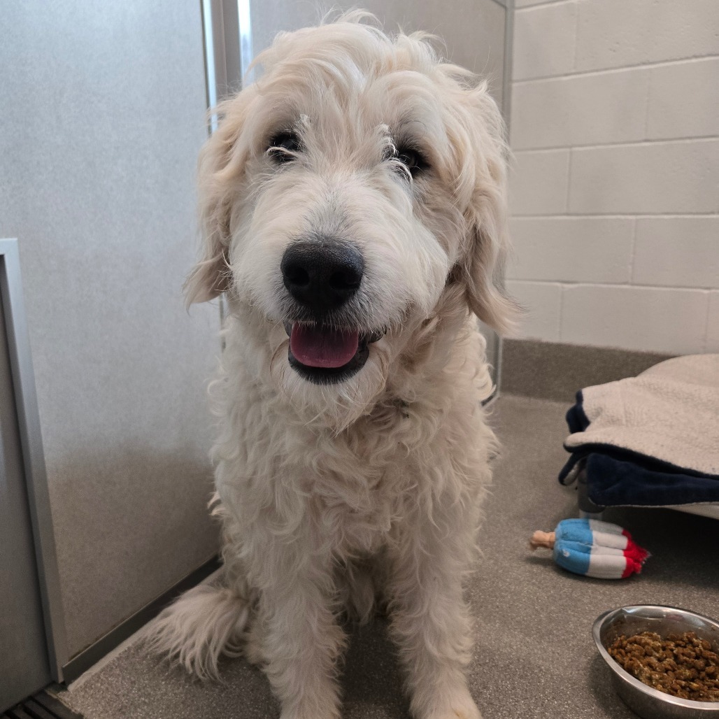 Fred, an adoptable Mixed Breed in Hailey, ID, 83333 | Photo Image 5