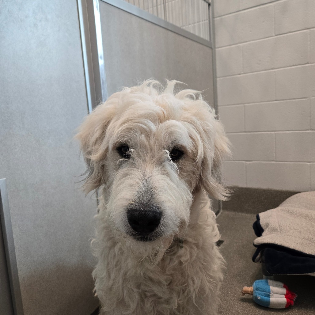 Fred, an adoptable Mixed Breed in Hailey, ID, 83333 | Photo Image 6