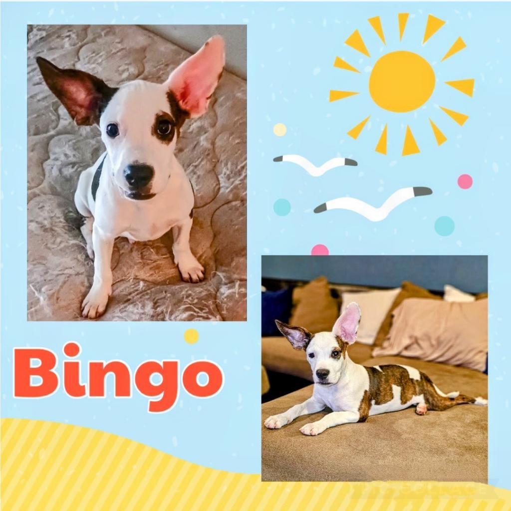 Bingo
