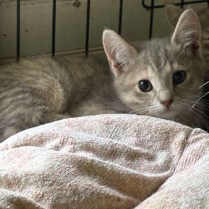 Plaid, Baby Female Domestic Short Hair
