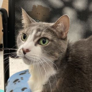 Fiesty, Senior Female unknown