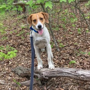 Quinton, Adult Male Hound
