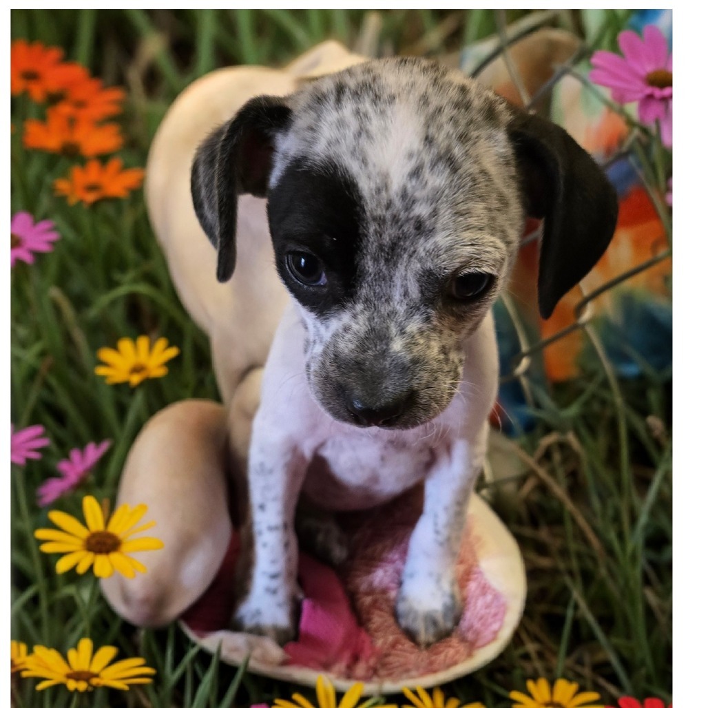 Stanley, an adoptable Mixed Breed in Wickenburg, AZ, 85390 | Photo Image 1