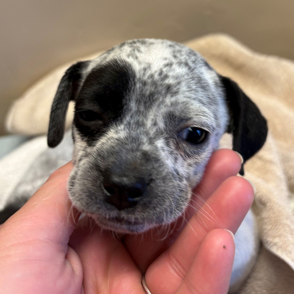 Stanley, an adoptable Mixed Breed in Wickenburg, AZ, 85390 | Photo Image 2