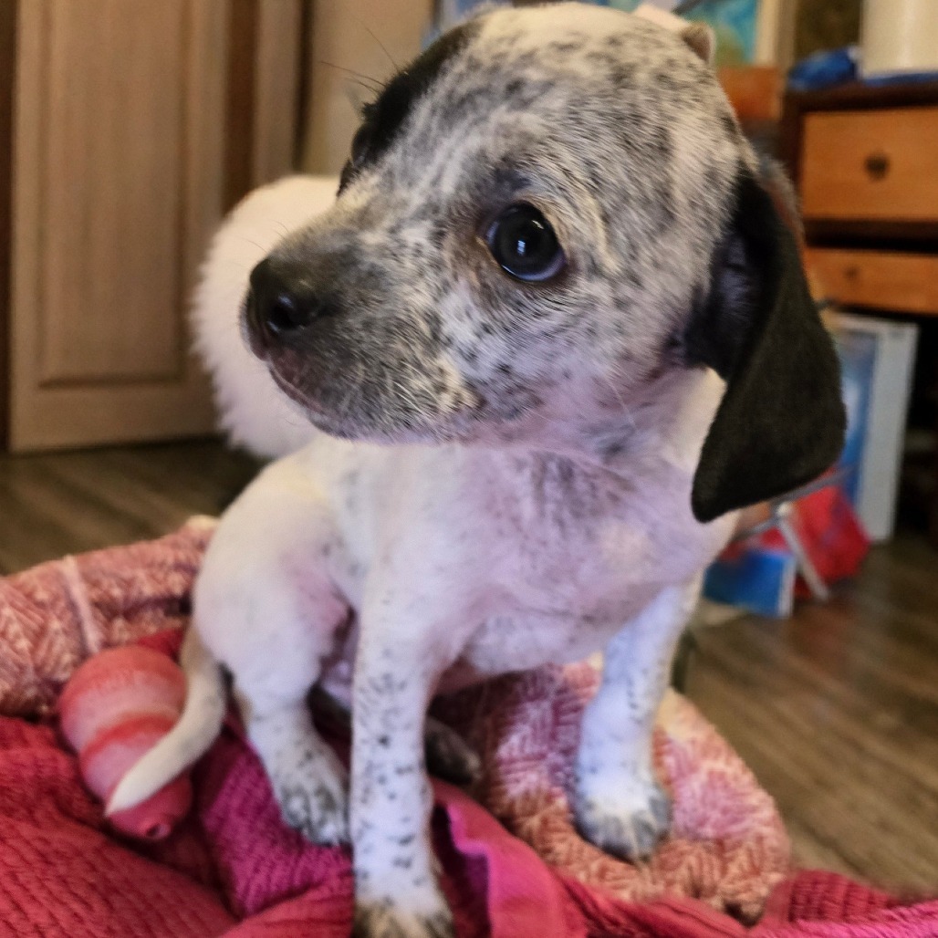 Stanley, an adoptable Mixed Breed in Wickenburg, AZ, 85390 | Photo Image 3
