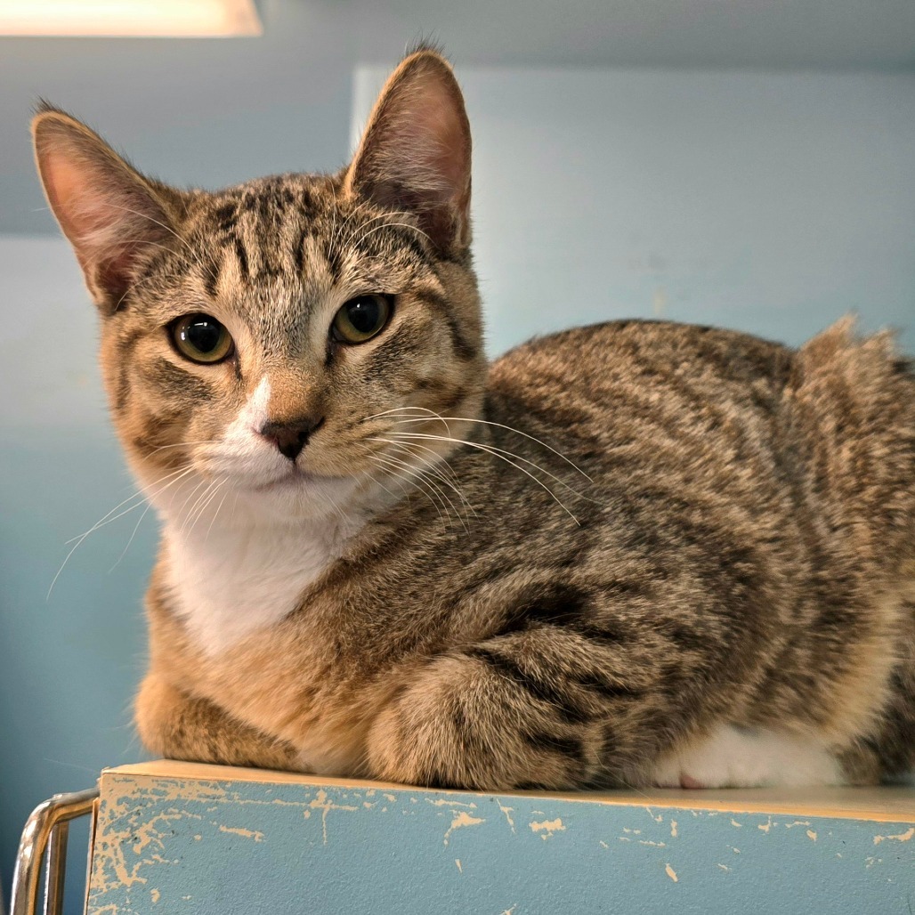 Zephyr, an adoptable Domestic Short Hair in Wickenburg, AZ, 85390 | Photo Image 1