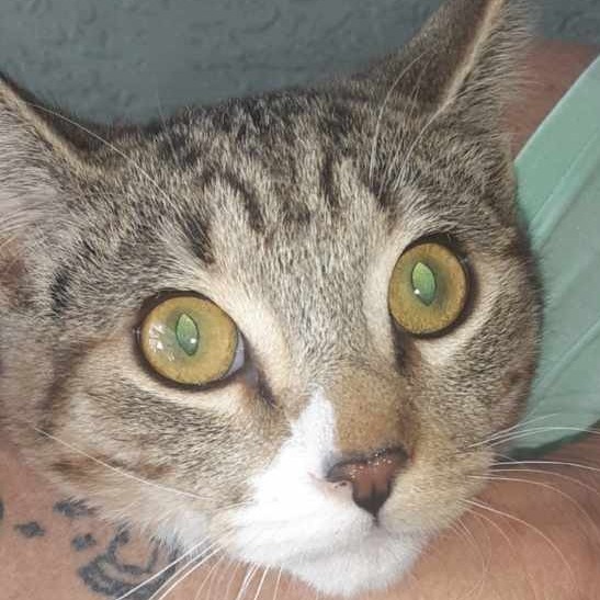 Zephyr, an adoptable Domestic Short Hair in Wickenburg, AZ, 85390 | Photo Image 2