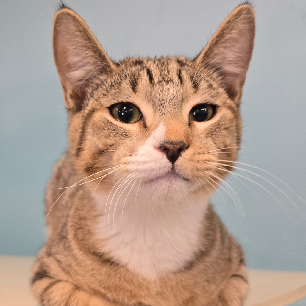 Zephyr, an adoptable Domestic Short Hair in Wickenburg, AZ, 85390 | Photo Image 3