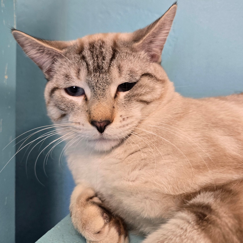 Zane, an adoptable Domestic Short Hair in Wickenburg, AZ, 85390 | Photo Image 1