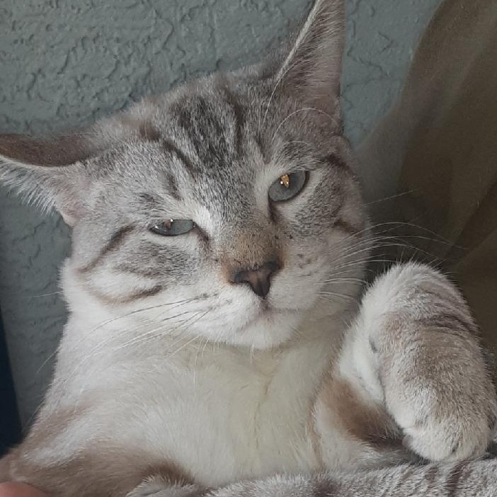 Zane, an adoptable Domestic Short Hair in Wickenburg, AZ, 85390 | Photo Image 2