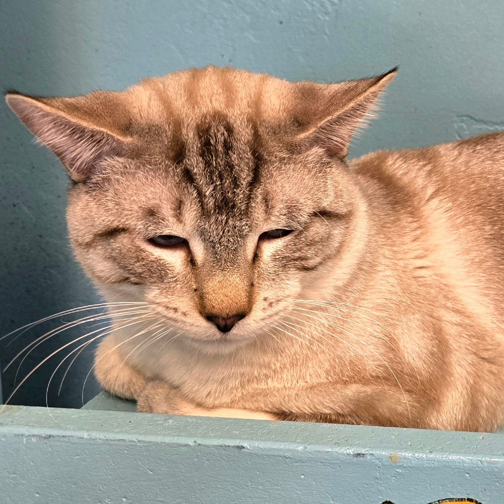 Zane, an adoptable Domestic Short Hair in Wickenburg, AZ, 85390 | Photo Image 3