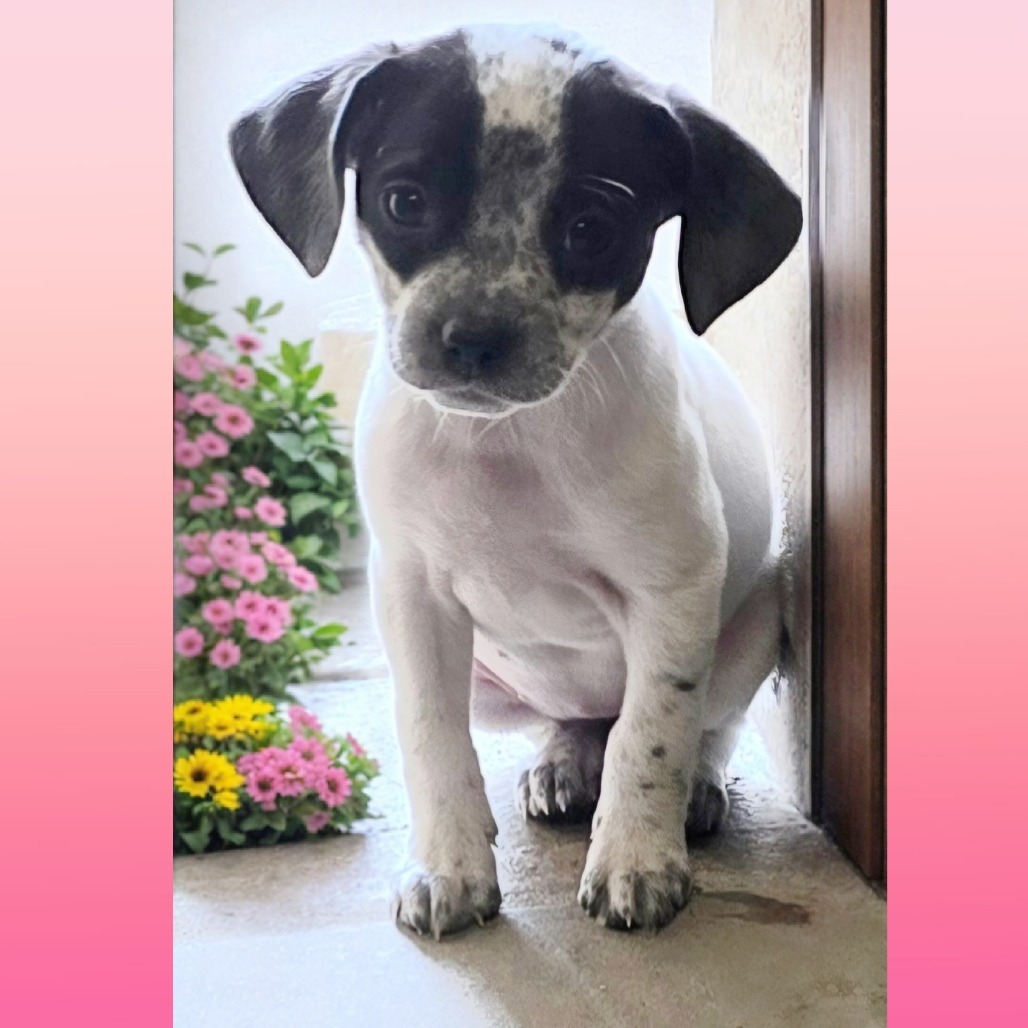 Starla, an adoptable Mixed Breed in Wickenburg, AZ, 85390 | Photo Image 1