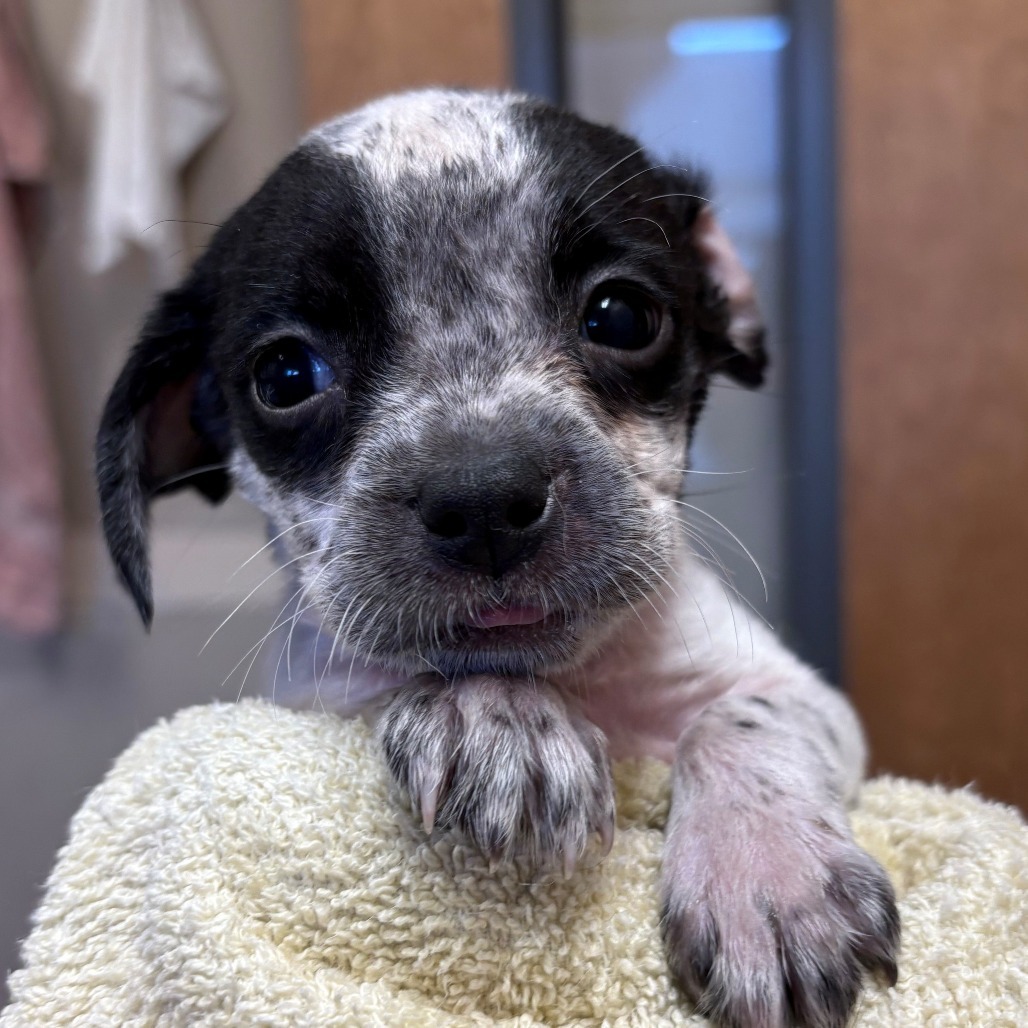 Starla, an adoptable Mixed Breed in Wickenburg, AZ, 85390 | Photo Image 2