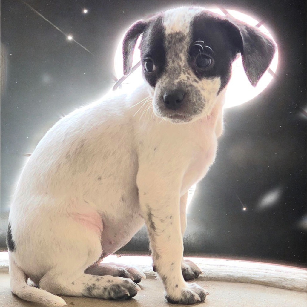Starla, an adoptable Mixed Breed in Wickenburg, AZ, 85390 | Photo Image 3