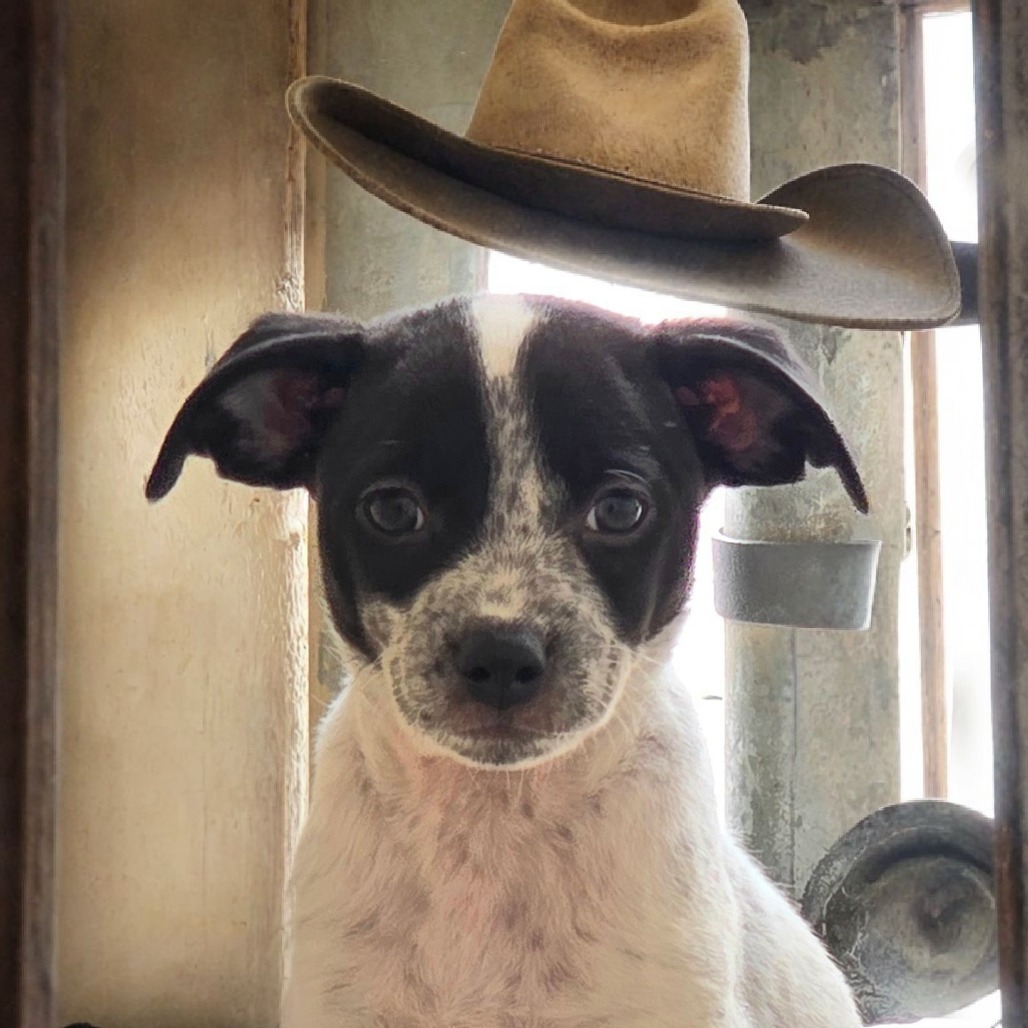 Stewart, an adoptable Mixed Breed in Wickenburg, AZ, 85390 | Photo Image 1