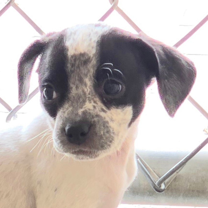 Stewart, an adoptable Mixed Breed in Wickenburg, AZ, 85390 | Photo Image 3