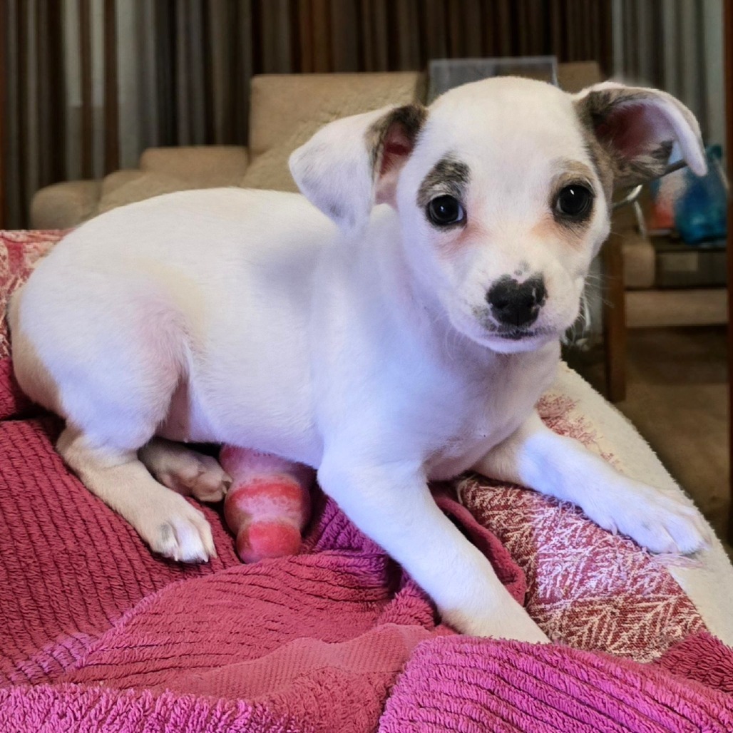 Sterling, an adoptable Mixed Breed in Wickenburg, AZ, 85390 | Photo Image 1
