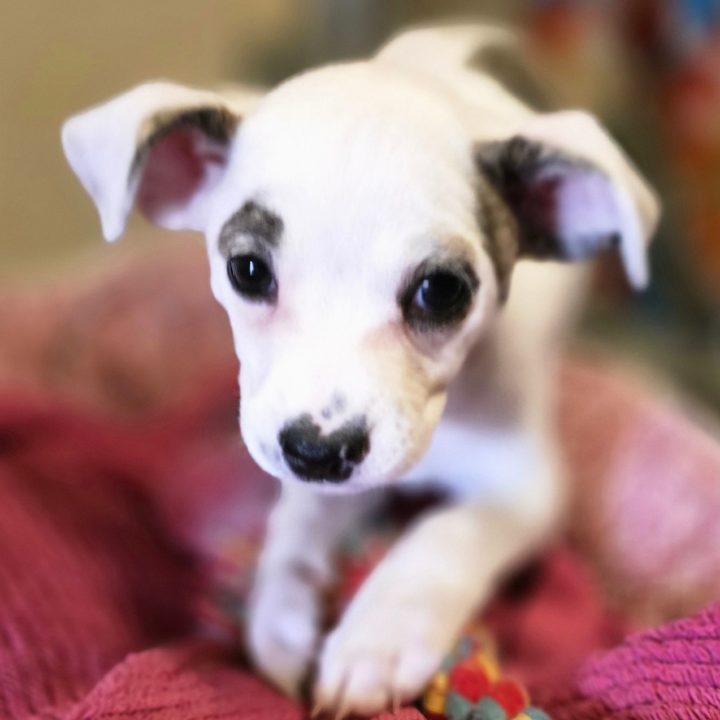 Sterling, an adoptable Mixed Breed in Wickenburg, AZ, 85390 | Photo Image 2