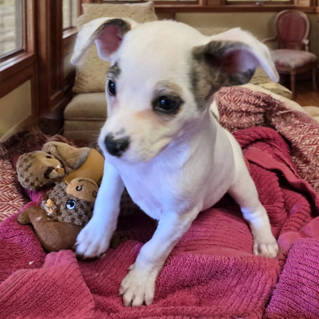Sterling, an adoptable Mixed Breed in Wickenburg, AZ, 85390 | Photo Image 3