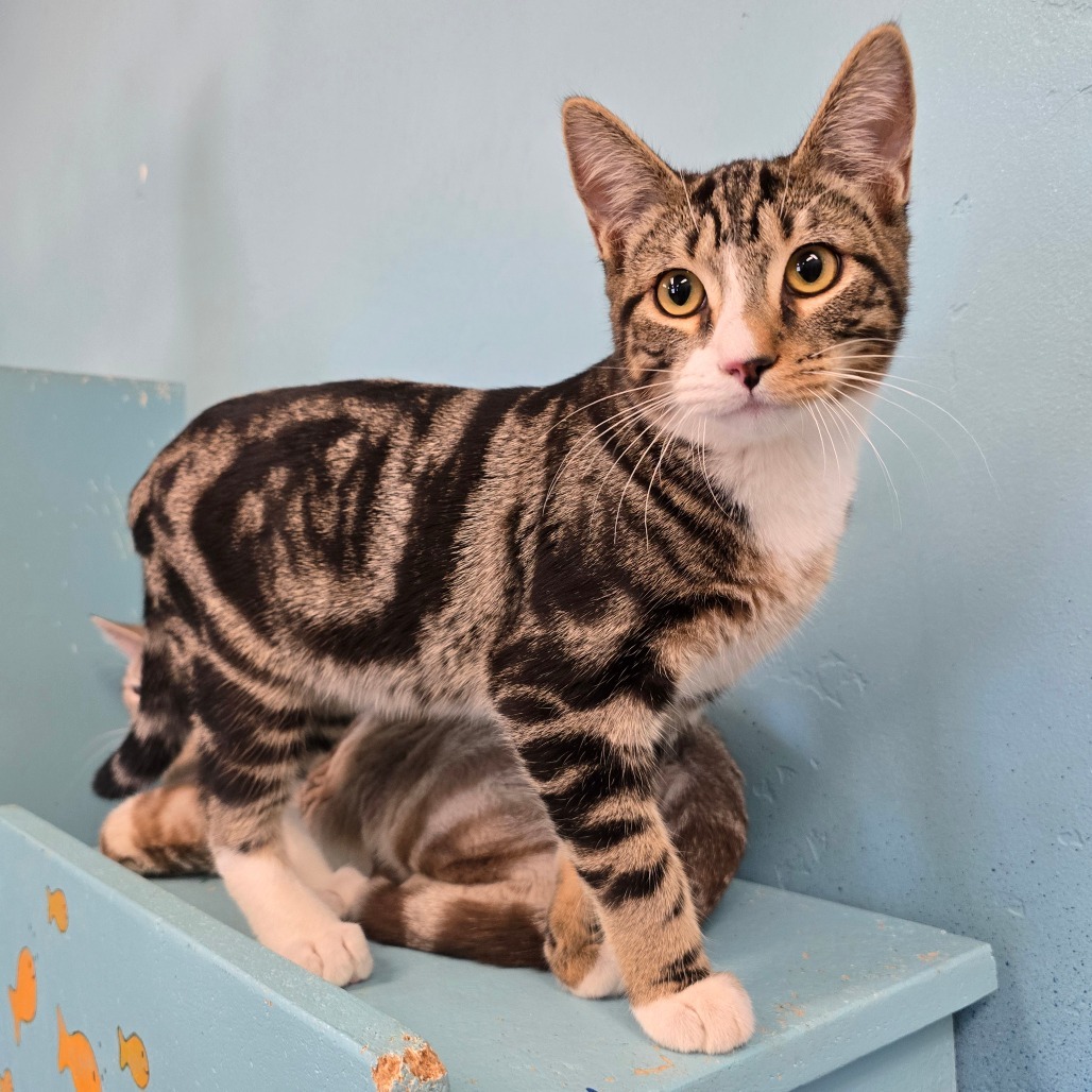 Zachary, an adoptable Domestic Short Hair in Wickenburg, AZ, 85390 | Photo Image 1