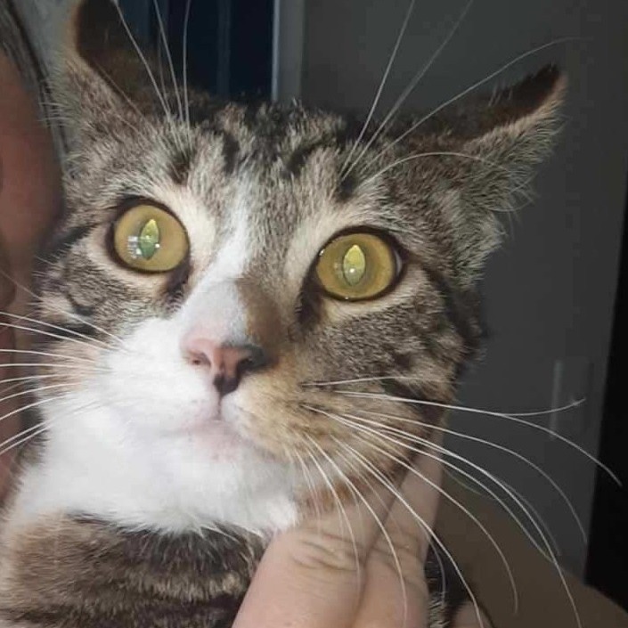 Zachary, an adoptable Domestic Short Hair in Wickenburg, AZ, 85390 | Photo Image 2