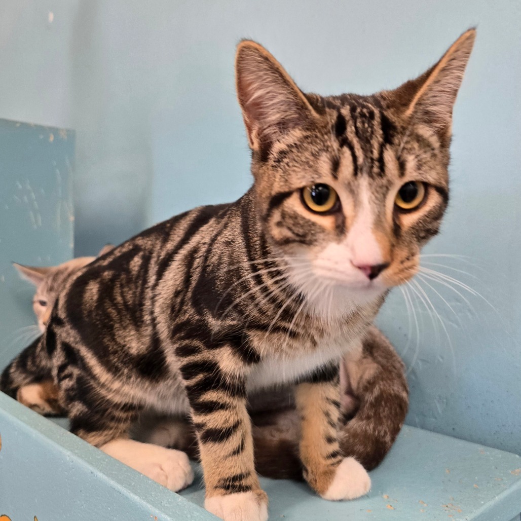 Zachary, an adoptable Domestic Short Hair in Wickenburg, AZ, 85390 | Photo Image 3