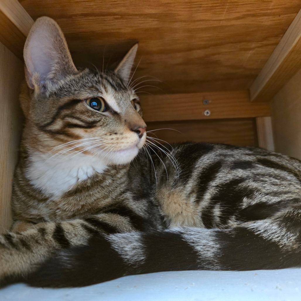 Zenith, an adoptable Domestic Short Hair in Wickenburg, AZ, 85390 | Photo Image 1