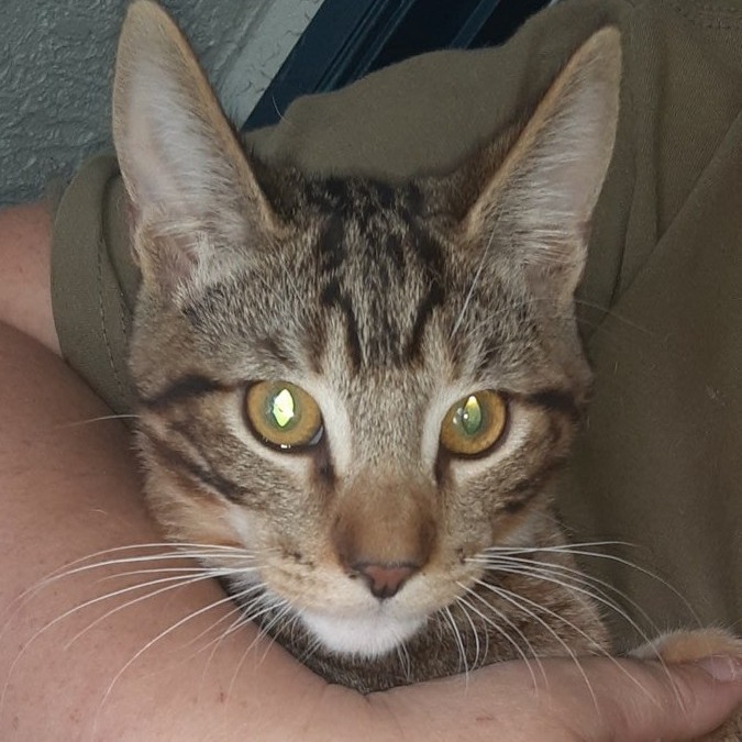 Zenith, an adoptable Domestic Short Hair in Wickenburg, AZ, 85390 | Photo Image 2