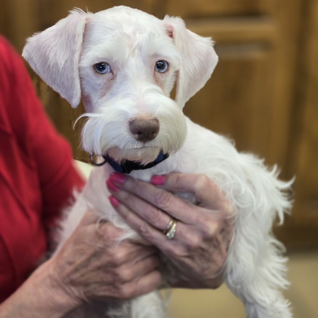 Schnitzel, an adoptable Schnauzer, Poodle in Wickenburg, AZ, 85390 | Photo Image 1
