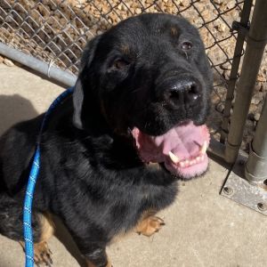 Sylus, Adult Male Rottweiler