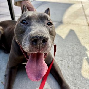 Spock, Senior Male Terrier