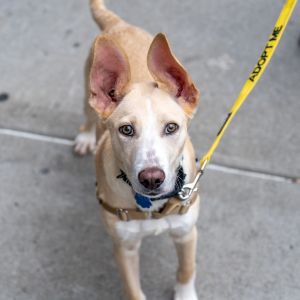Dewey Labrador Retriever Dog