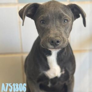 Luna, Young Female American Staffordshire Terrier