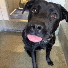Koda, Young Male Black Labrador Retriever