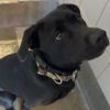 Koda photo 2
