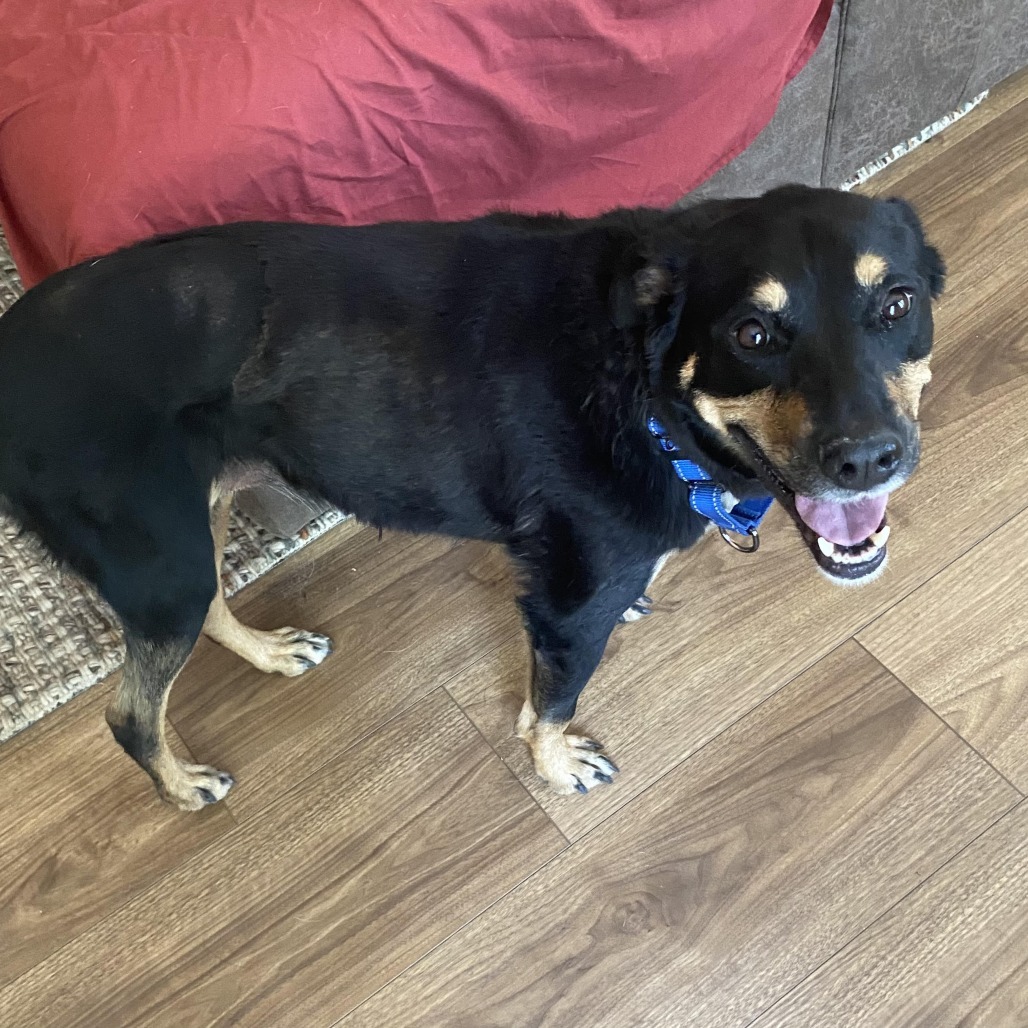 Bella - Loves People & Dogs! Adopt $50!, an adoptable Mixed Breed in Flagstaff, AZ, 86004 | Photo Image 1